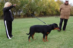 Rottweiler Puppies 4-6 month males: 0310 Von Ruelmanns Zeke VP1-rated