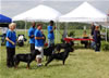 Kennel Class: DSC 0004
