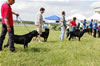 Kennel Class: DSC 0008