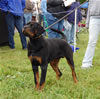 6-9 Males: 0057 Leonidas Von Krafthaus