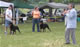 KENNEL CLASS: 2100 2254