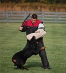 Chuck Wilson: 3206 Chubaka Vom Waldbach