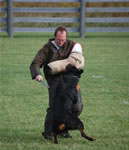 Chuck Wilson: 3244 Chubaka Vom Waldbach