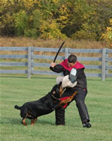 John Bernard: 3022 Eddy Vom Hammerbachtal