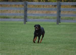 Janay Greenlee: 0456 Frisko Von Haus Rymar