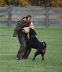 Skip Morgart: 0359 Redwood Krests Shane