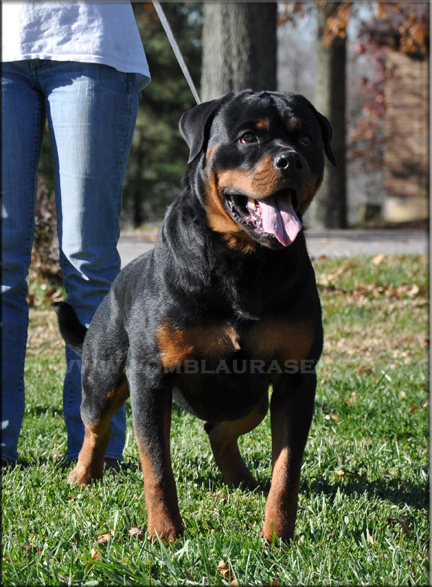 X Nemo vom Blaurasen  |  Sire:  Muck vom Blaurasen  |  Dam: Katie vom Blaurasen
