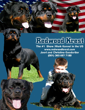 rottweiler ads. rottweiler magazine ads,  rottweiler graphic design, rottweiler ad design