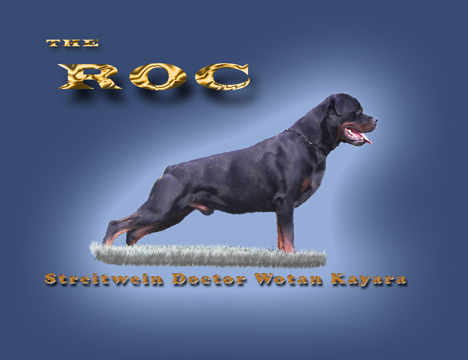 rottweiler ads. rottweiler magazine ads,  rottweiler graphic design, rottweiler ad design