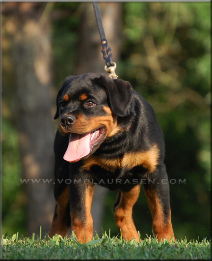 MUCK VOM BLAURASEN  Sire: Flash vom Blaurasen  Dam: Jiny von Hause Sommer, rottweilers
