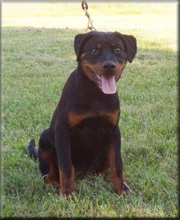 Pascha von Herrschaft, rottweilers