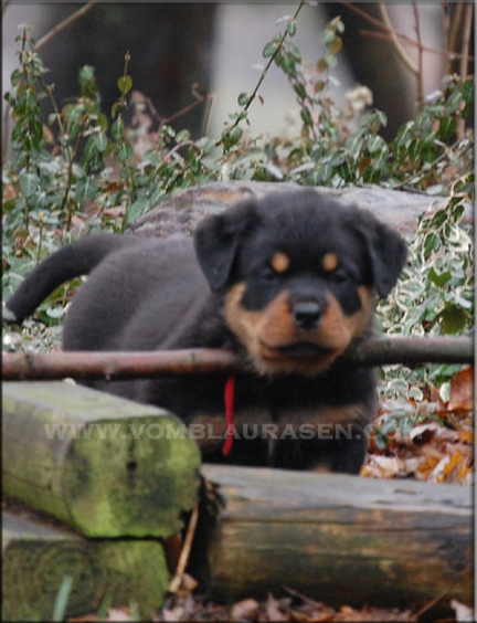 rottweiler puppies, #rottweiler puppies, rottweiler puppy
